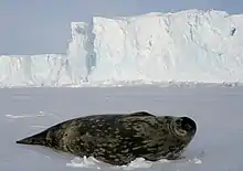 Image 46Weddell seals (Leptonychotes weddellii) are the most southerly of Antarctic mammals. (from Southern Ocean)