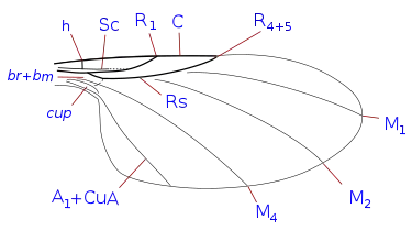 Phoridae wing veins (reduced venation)