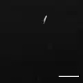 CSLM of Photobacterium profundum SS9 expressing GFP. Bar = 10 micrometre