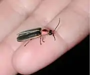 Pennsylvania Firefly