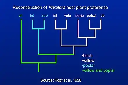 Evolution of host plant use in Phratora based on a phylogeny of mostly European species.