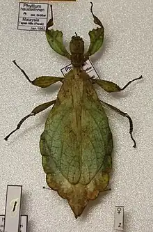 Phyllium hausleithneri, female