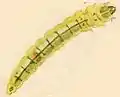 Larva