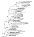 Phylogenetic analysis of Trypanosoma ssp. and T. irwini using partial sequence analysis gGAPDH