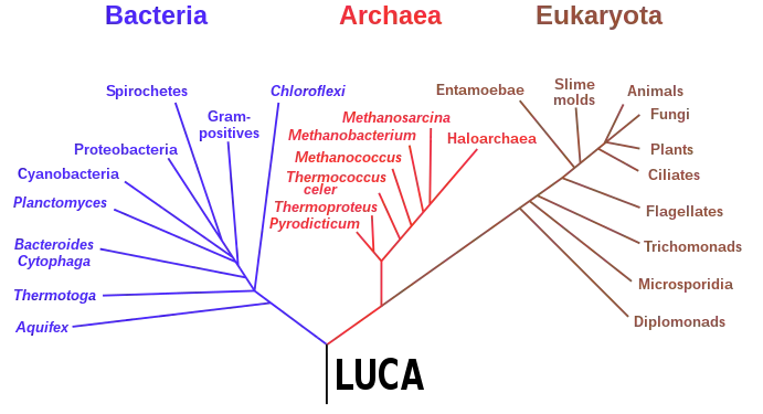 A tree for rRNA genes, showing the three life domains  Bacteria, Archaea, and Eukaryota, with the LUCA as its root, 2009