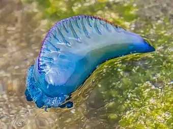 Looking down from above a man o' war, showing its sail. Sails can be left-handed or right-handed.