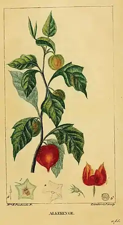 Physalis alkekengi