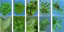 Physcomitrella knockout mutants: Deviating phenotypes induced by transformation with a gene-disruption-library. Physcomitrella wild-type and transformed plants were grown on minimal Knop medium to induce differentiation and development of gametophores. For each plant, an overview (upper row; scale bar corresponds to 1 mm) and a close-up (bottom row; scale bar equals 0.5 mm) are shown. A: Haploid wild-type moss plant completely covered with leafy gametophores and close-up of wild-type leaf. B–D: Different mutants.