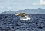 Sperm whale breaching off Azores