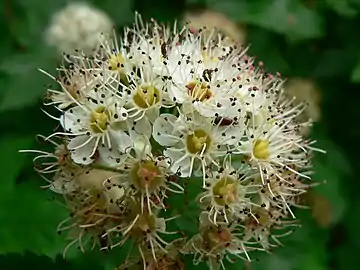 Close-up of flowers