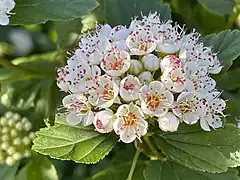 Physocarpus opulifolius (L.) Maxim. — Nine-bark