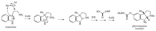 Physostigmine proposed biosynthesis