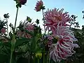 Flowers, Picardo Farm