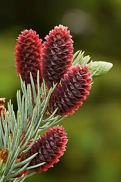 Immature cone