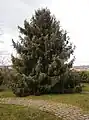 Picea breweriana in a garden