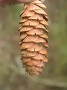 Female cone