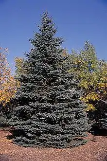 Blue spruce