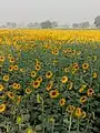 Sunflower Blooms in village