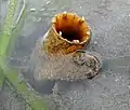 Siphons of the rough piddock, Zirfaea pilsbryi in Puget Sound