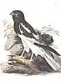 Pied harrier