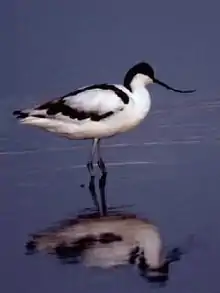 Pied avocet, Recurvirostra avosetta