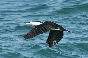 In flight, Moreton Bay, Australia