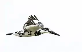 Pied Kingfisher