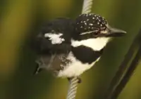 Sacha Lodge, Ecuador