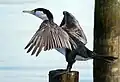 Pied shag drying wings