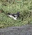 Male from Kole Wetlands, Thrissur, Kerala