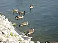 Canada Geese, Pier 8