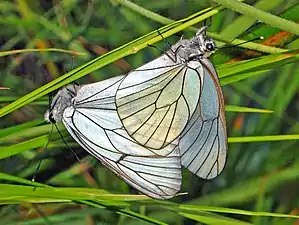 Mating pair