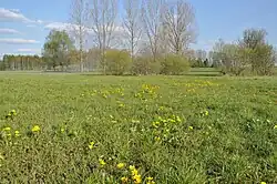 Meadows and pastures in Pietrusin