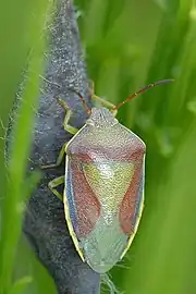 P. lituratus in autumn