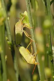 Mating