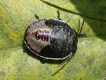 Nymph