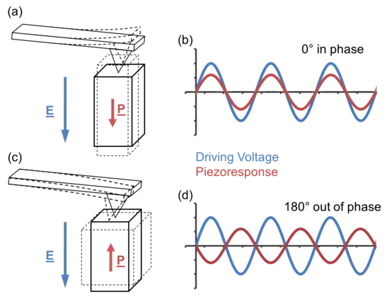 Diagram showing cantilever movements from mechanical deformation of piezoelectric domains