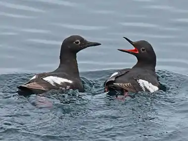 Pigeon guillemot pair