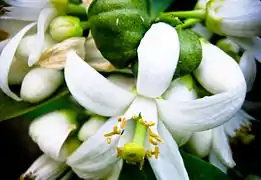 Lemon blossoms.