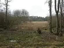 Lymington Reedbeds