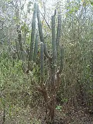 Sebucán (Pilosocereus royenii)