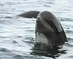 Long-finned pilot whales spyhopping off Cape Breton