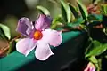 Pink mandevilla grown in Southern Ontario, Canada