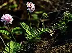 Crownvetch planted to prevent erosion