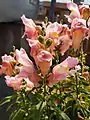 Bunch of pink snapdragon flowers