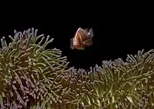 A. perideraion hovering above purple-tip anemone