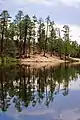 Ponderosa Pine Forest surrounding Rose Canyon Lake