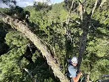 Tree climber in an emergent pine tree in the cloud forest of Honduras.