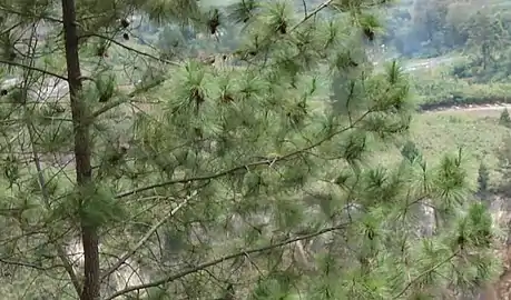 Branches with cones