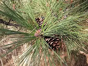 Ponderosa pine in the Klamath Marsh NWR